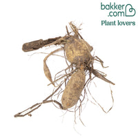 Dahlia à grandes fleurs Break Out