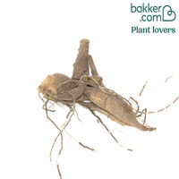 Dahlia géant Fairway Spur