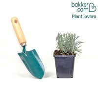 Lavandin Phenomenal® Niko