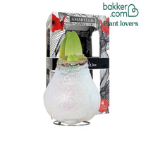 Wax  Amaryllis Magic White