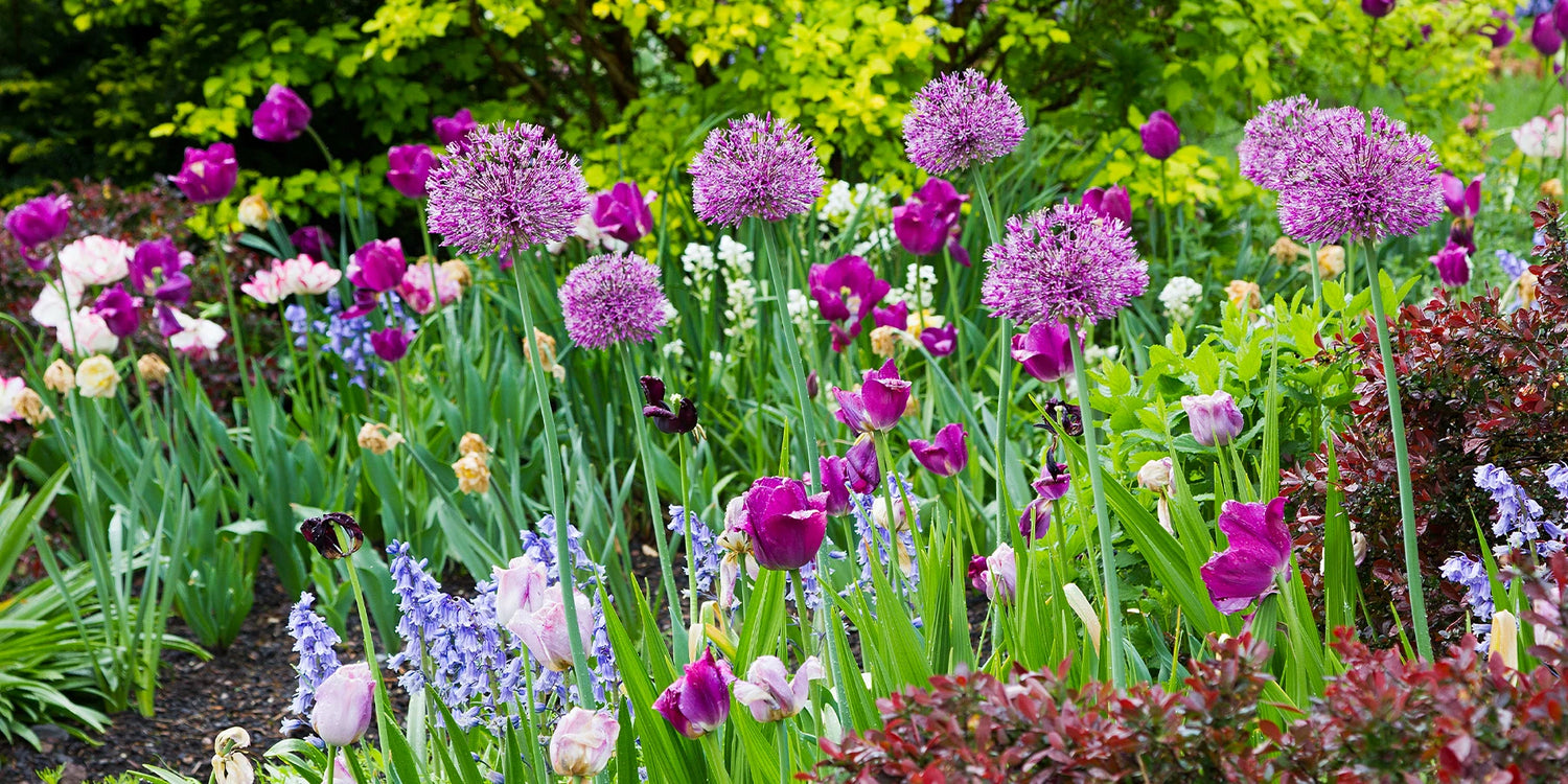 Le printemps se plante aujourd'hui :  jusqu'à -20% !