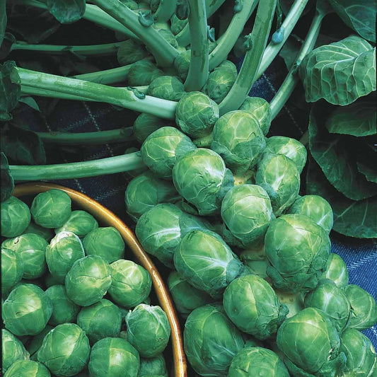 Chou de Bruxelles De Rosny - Bakker
