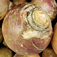 Chou rutabaga Champion jaune à collet rouge - Bakker.com | France