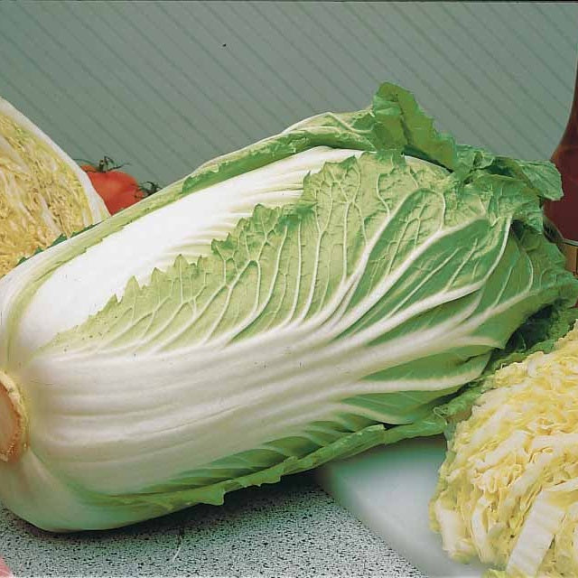 Brassica rapa pekinensis pe-tsai - Chou de Chine Pe-Tsai - Graines de choux