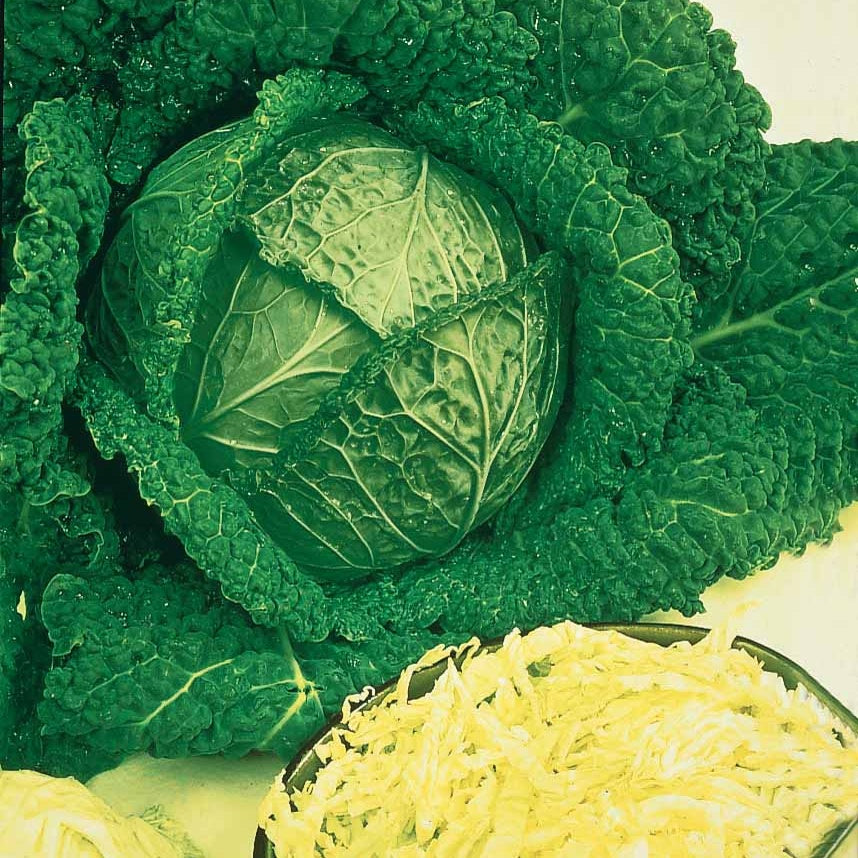 Brassica oleracea sabauda gros des vertus 2 - Chou de Milan Gros des Vertus 2 - Graines de choux