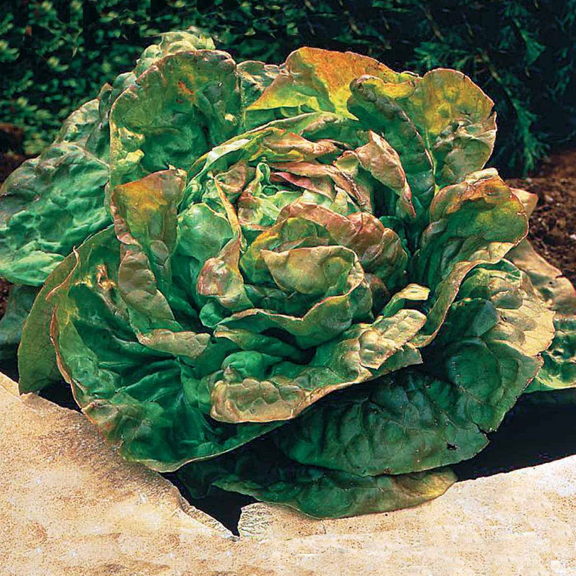 Laitue pommée De Trémont - Lactuca sativa de trémont (passion rosée) - Bakker