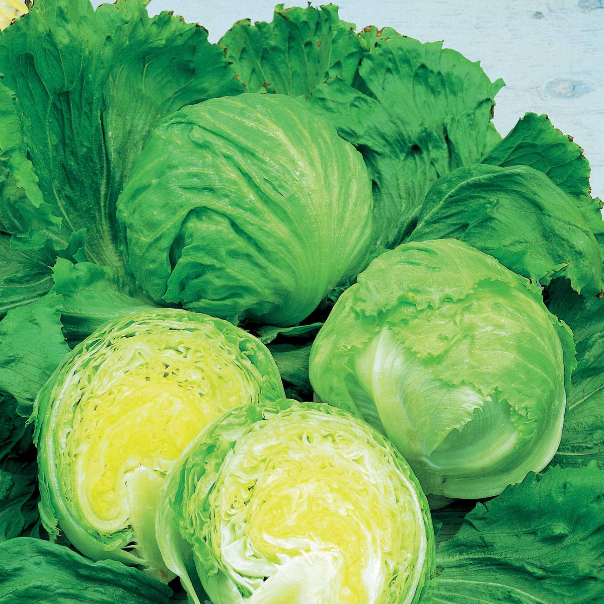 Laitue batavia Barcelona - Lactuca sativa barcelona - Bakker
