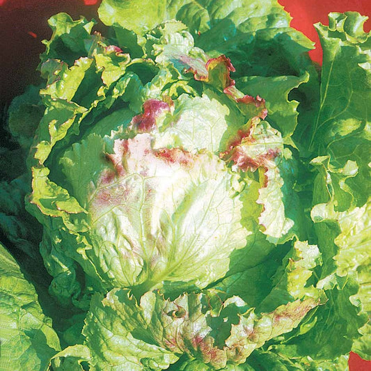 Laitue batavia Blonde à bord rouge - Bakker