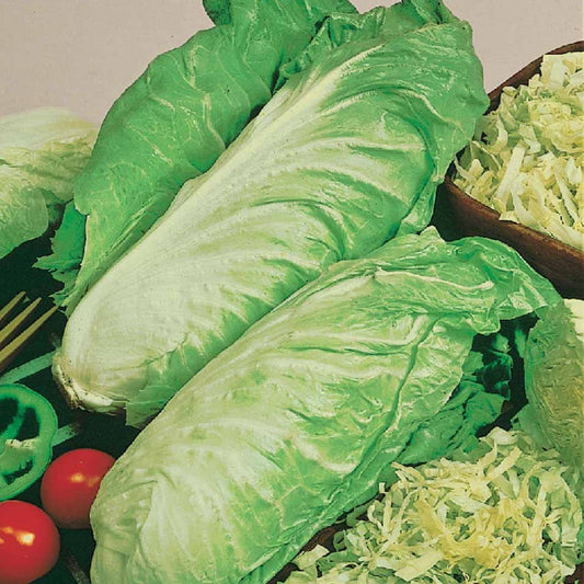 Chicorée sauvage Améliorée pain de sucre Bio - Bakker