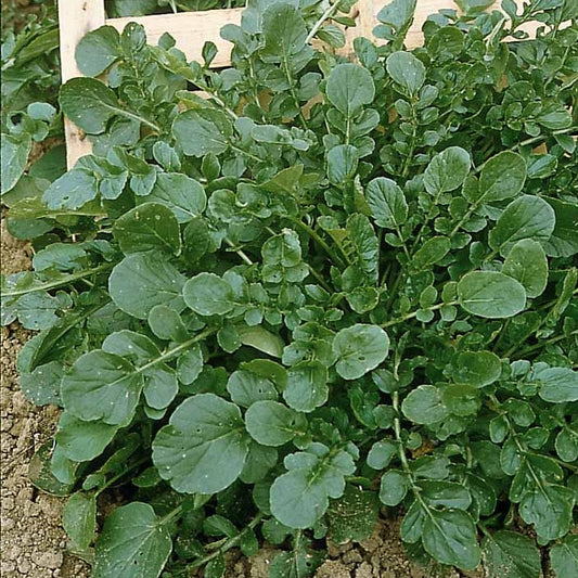 Cresson de jardin - Bakker