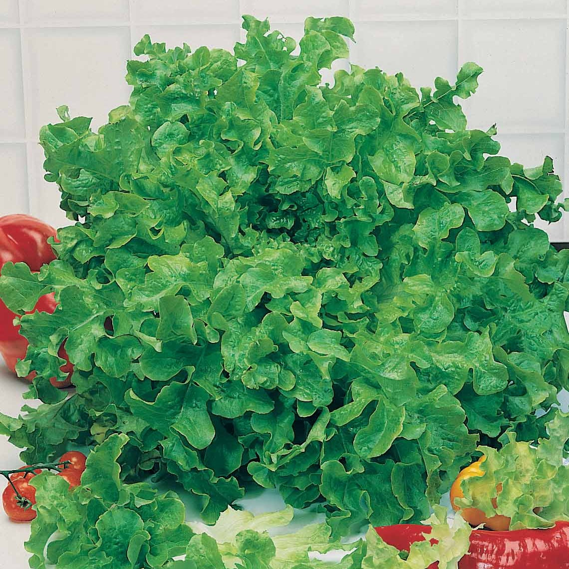 Laitue feuille de chêne - Lactuca sativa feuille de chêne - Bakker