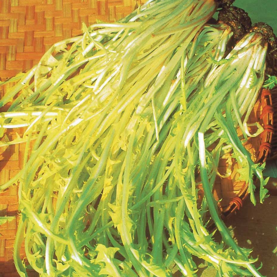 Cichorium intybus  barbe de capucin - Chicorée sauvage Barbe de Capucin - Autres graines de légumes