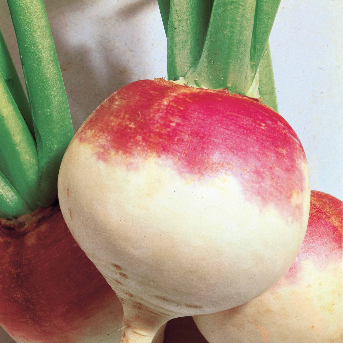 Navet De Norfolk - Brassica rapa norfolk - Bakker