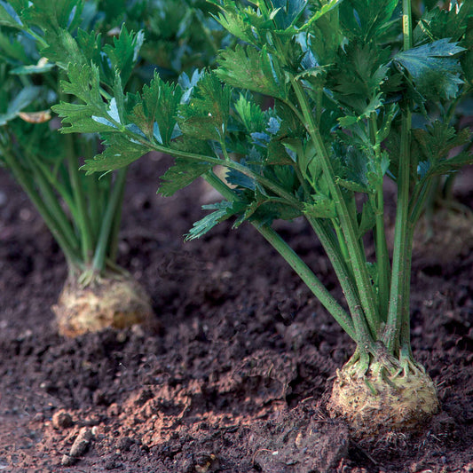 Céleri-rave Géant de Prague - Bakker