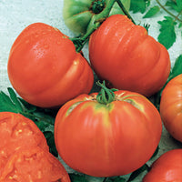 Tomate Brandywine - Bakker.com | France