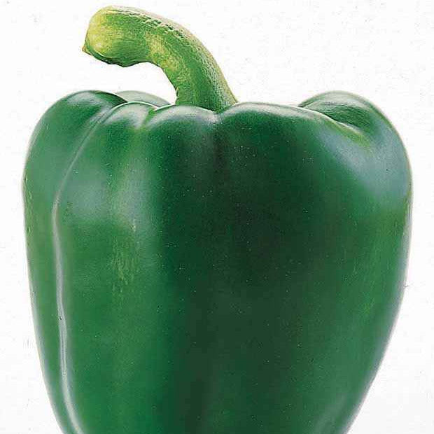 Graines de poivrons - Poivron vert Lamuyo F1 - Capsicum annuum lamuyo f1