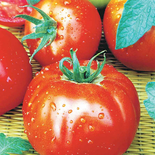 Tomate Merveille des marchés - Bakker.com | France