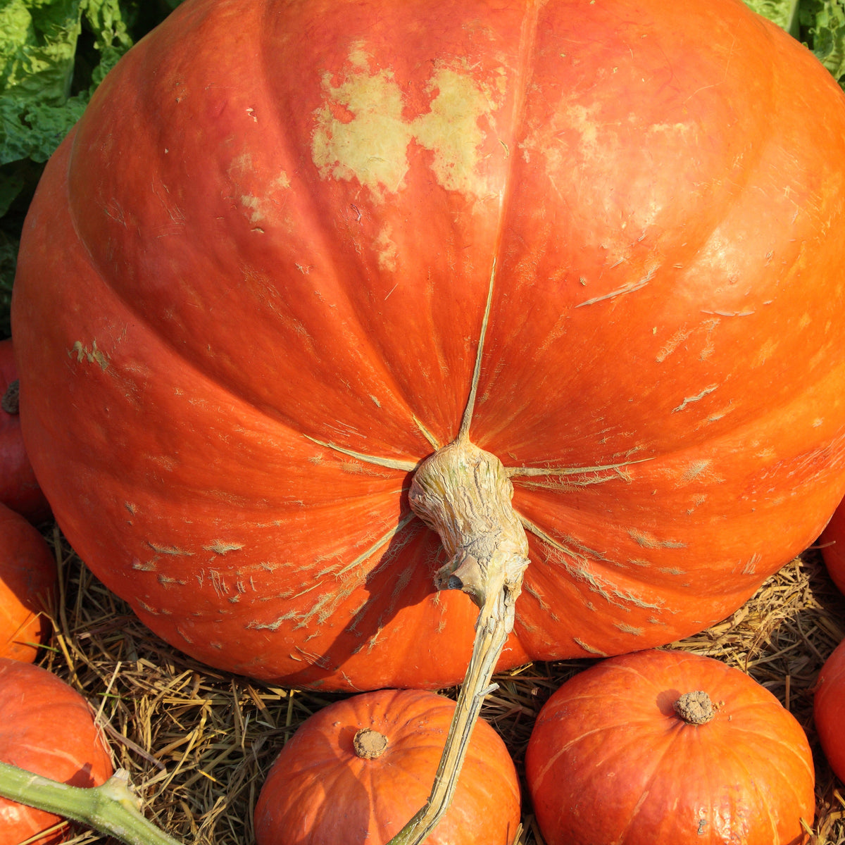 Cucurbita maxima atlantic giant - Potiron Atlantic Giant - Graines de courges