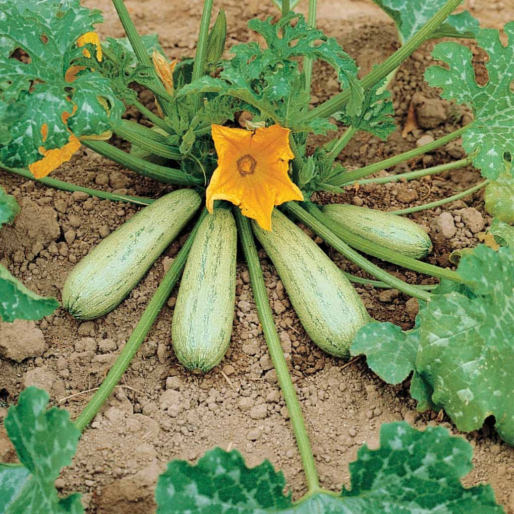 Courgette Profusion  - Grisette de Provence - Cucurbita pepo profusion (grisette de provence) - Bakker