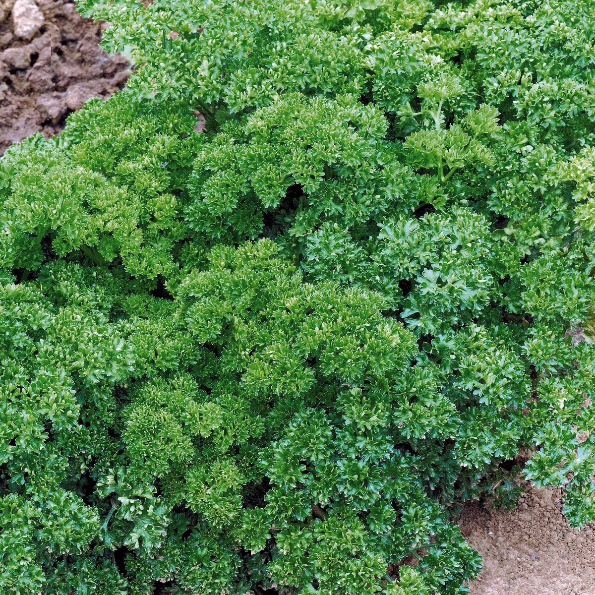 Petroselinum crispum frisé vert foncé - Persil Frisé vert foncé (4 g) - Persil
