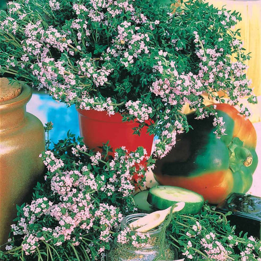 Gusta Garden Harry Herbs - Kit de Culture pour Herbes Aromatiques -  Bloomling Belgique