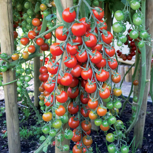 Tomate cerise Sweet baby - Bakker