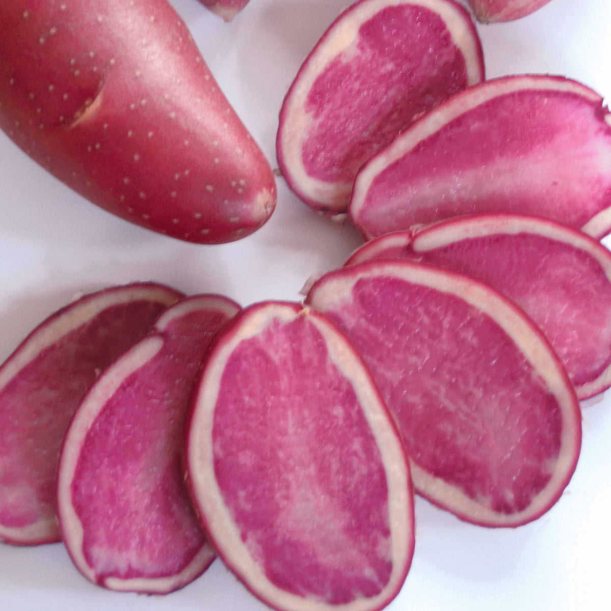 10 Pommes de terre Rouge des Flandres - Solanum tuberosum Rouge des Flandres - Bakker