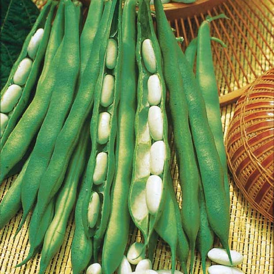 Haricot nain Lingot suisse blanc - Bakker