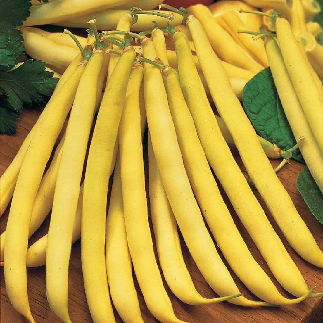 Haricot beurre Maxidor (Obt. INRA) - Bakker