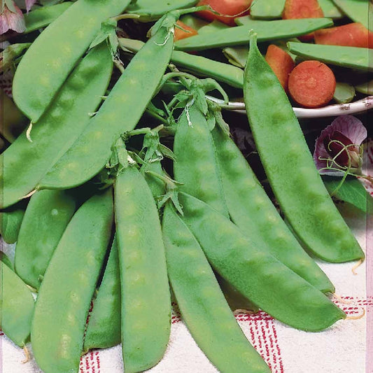 Pois à rames mangetout Corne de Bélier - Bakker