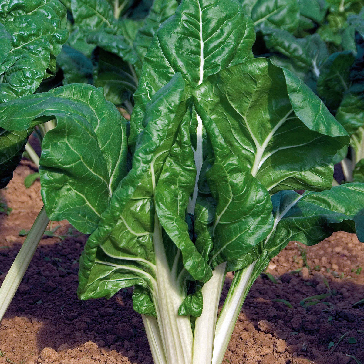 Poirée Verte à cardes blanches 2 - Beta vulgaris cicla verte à cardes blanches 2 - Bakker