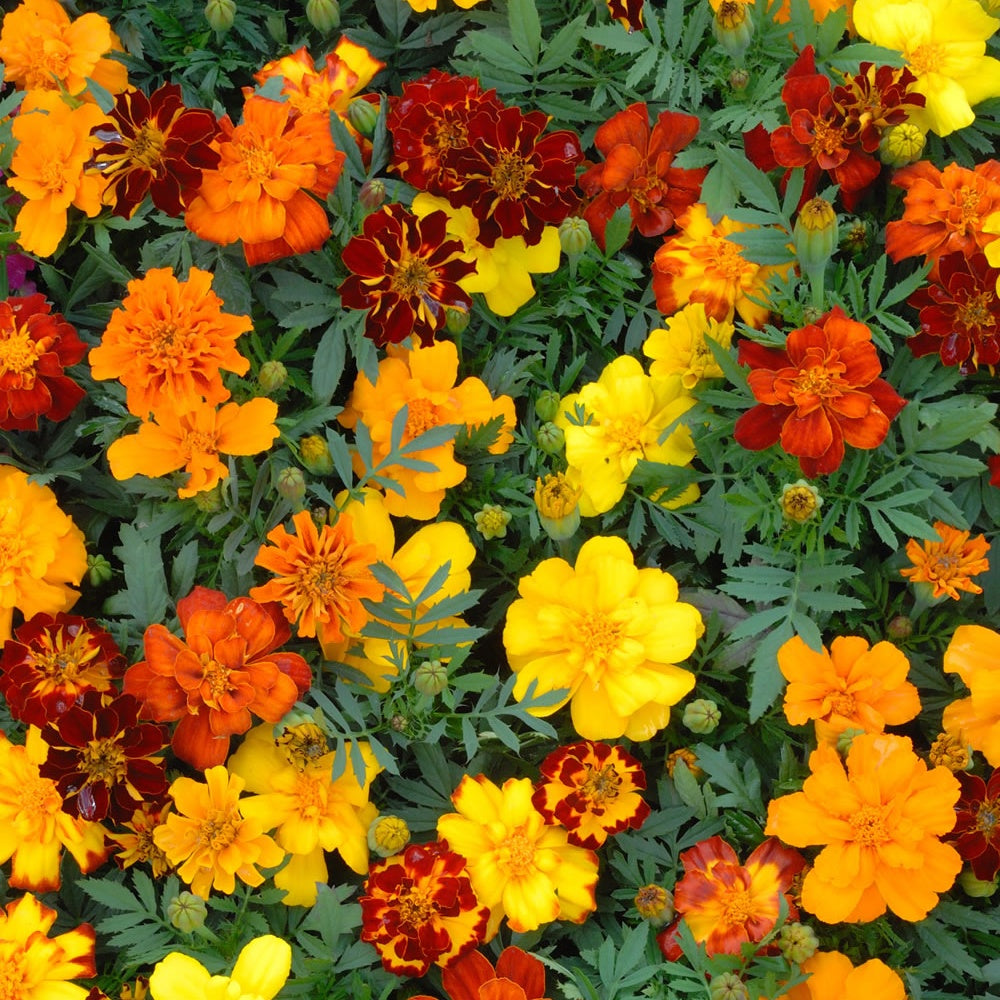 5 Tapis de graines Massif ensoleillé - Tapis de graines de fleurs - Bakker