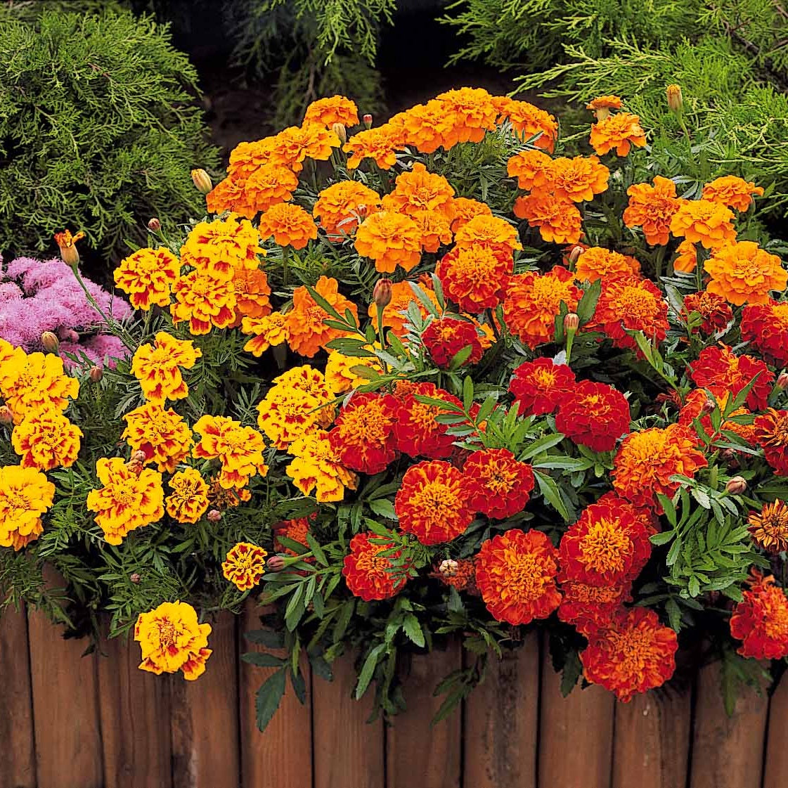 Tagetes patula rusty red - Oeillet d'Inde nain Rusty red - Graines de fleurs annuelles