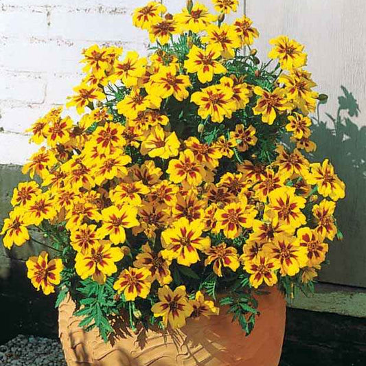 Oeillet d'Inde Naughty Marietta - Bakker