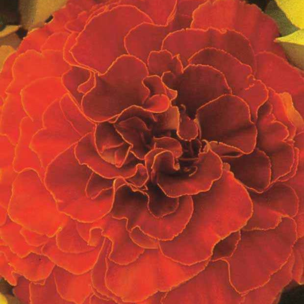 Oeillet d'Inde Solar Red F1 - Tagetes patula nana solar red f1 - Bakker