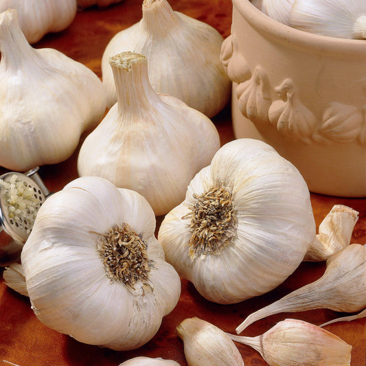 Ail Messidrôme - Bakker