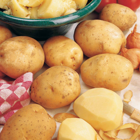 25 Pommes de terre Bintje - Bakker.com | France