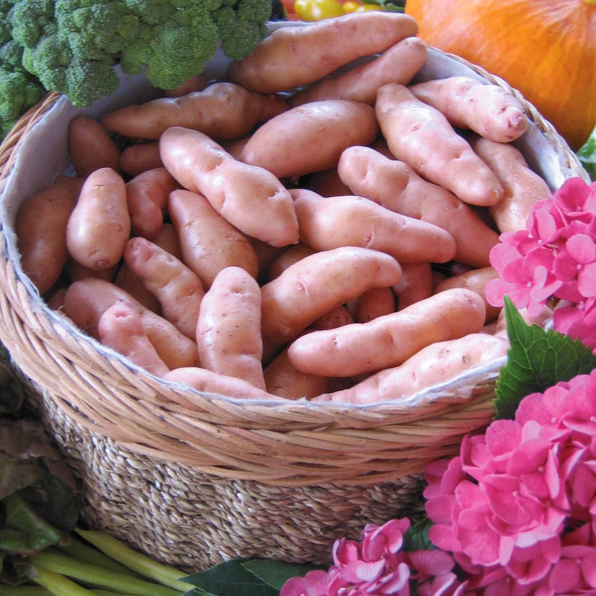 Solanum tuberosum corne de gatte (pinkfir apple) - 25 Pommes de terre Corne de Gatte - Pink fir Apple - Plants de pommes de terre