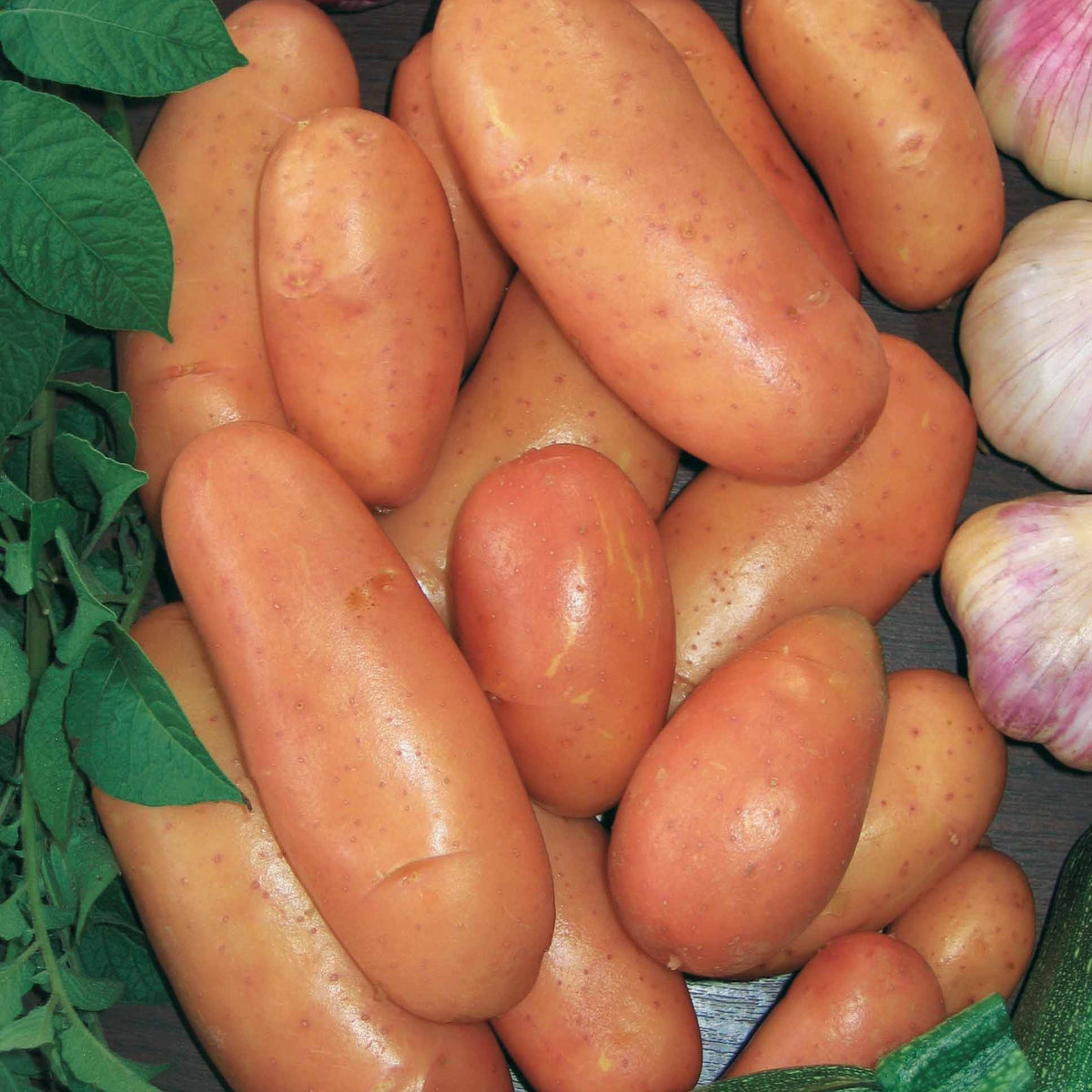 Solanum tuberosum rose de france (cirielle) - Pomme de terre Rose de France - Cirielle - Plants de pommes de terre