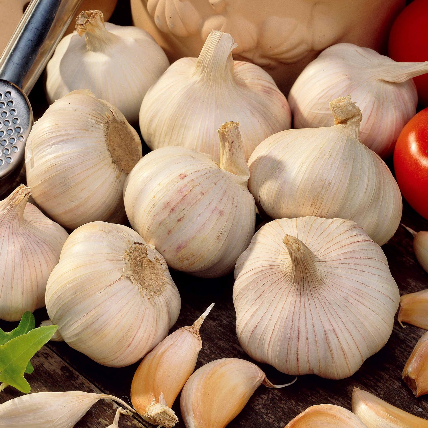Allium sativum - Ail cultivé