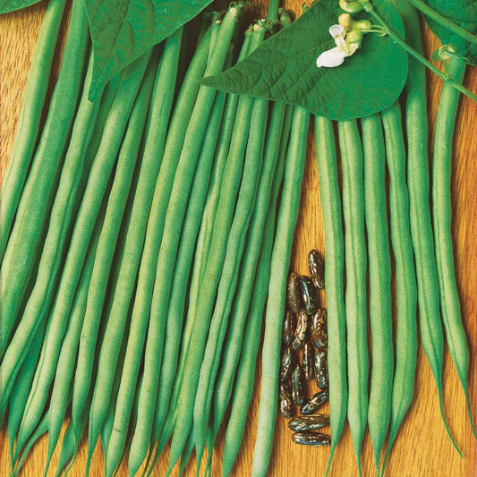 Haricot fin Molière - Bakker