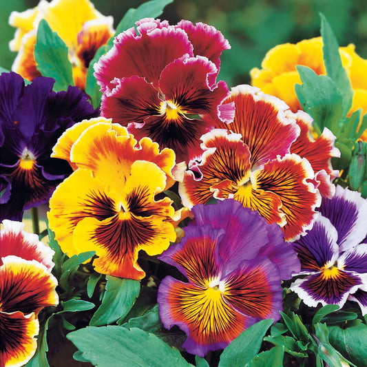 Pensée géante de Suisse Chalon - Bakker