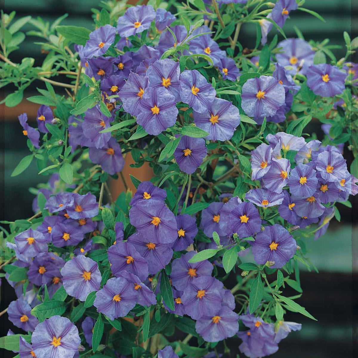 Lycianthes rantonnetii - Arbre aux gentianes - Arbustes de Balcon