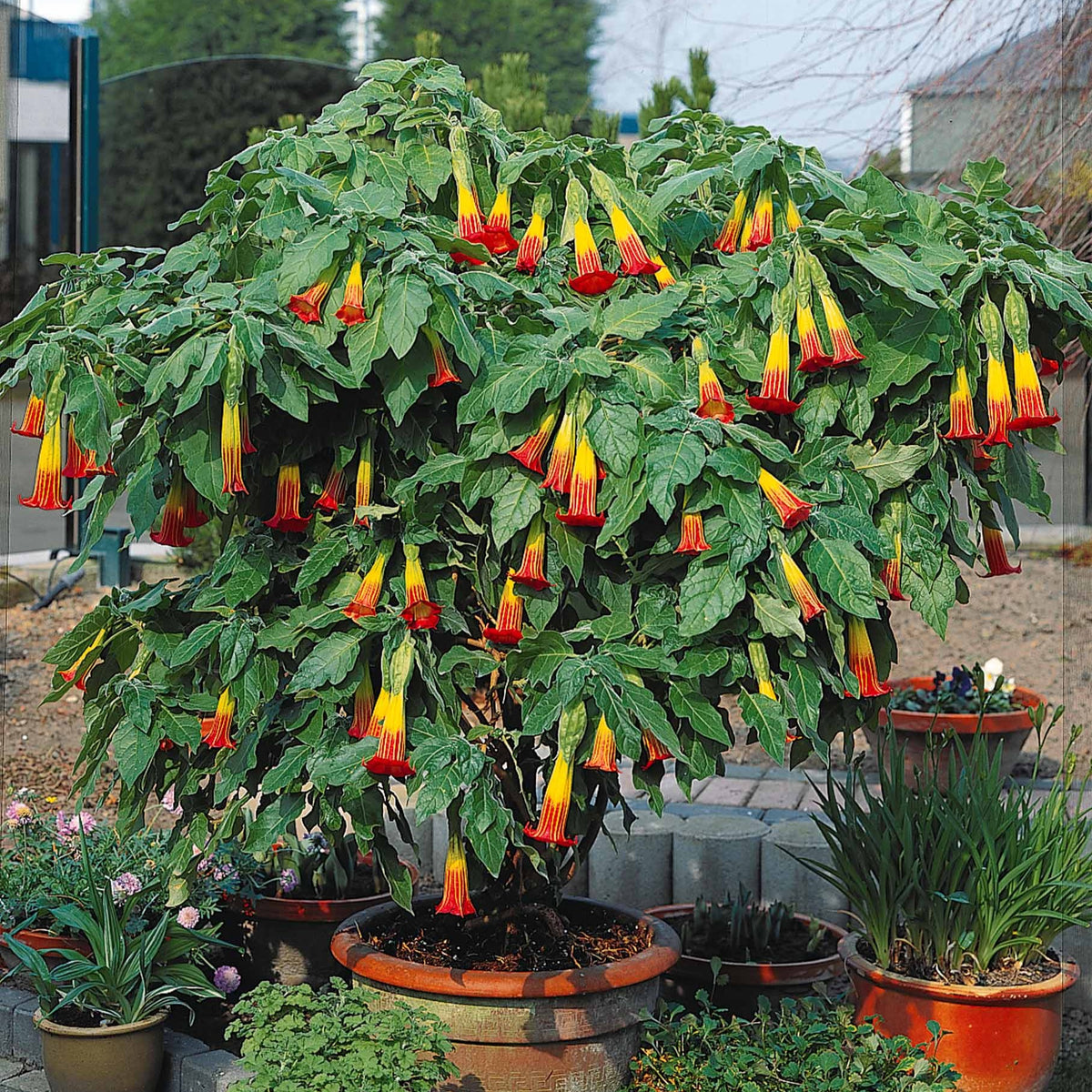 Brugmansia rouge et or - Brugmansia - Bakker