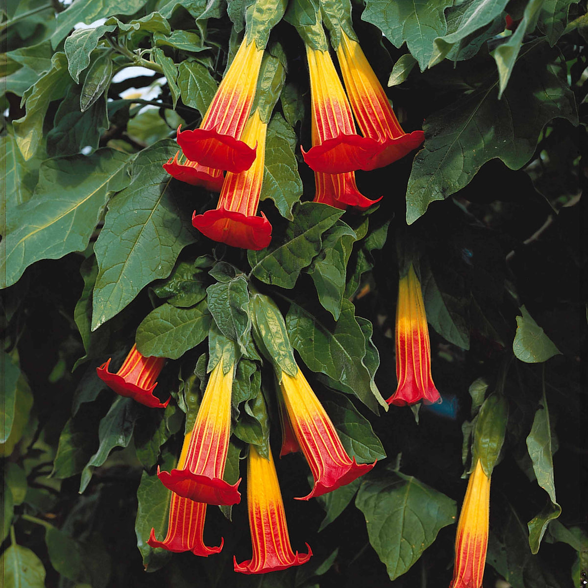 Brugmansia - Trompette des anges - Brugmansia rouge et or - Brugmansia