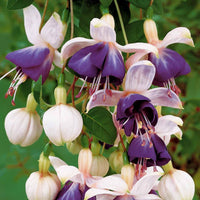 Fuchsias retombants en mélange - Bakker.com | France