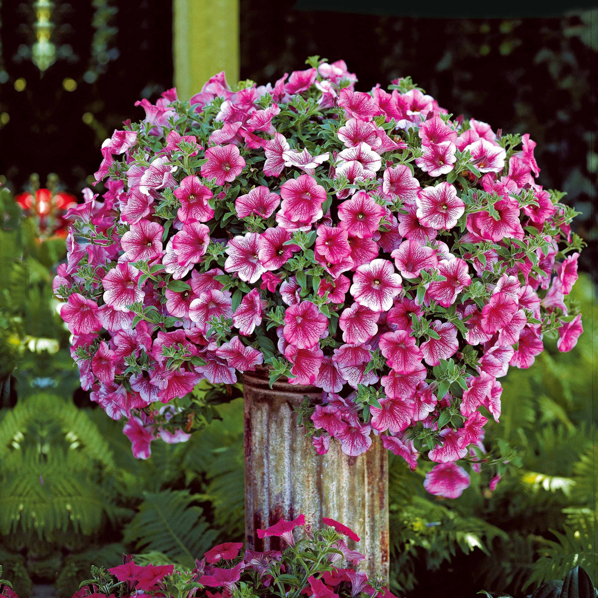 3 Pétunias retombants roses - Bakker