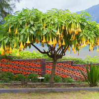 Brugmansia jaune - Bakker.com | France