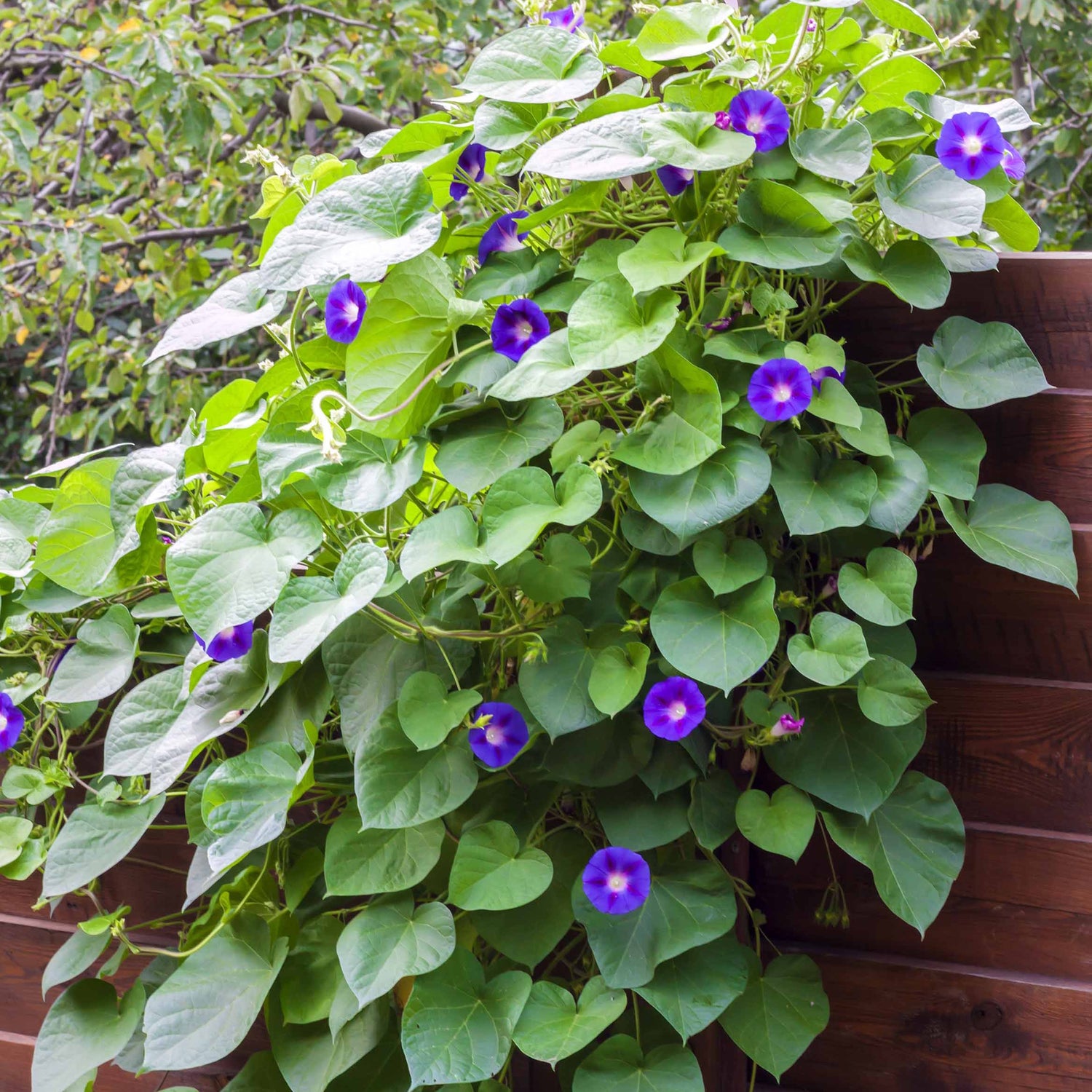 Plantes suspendues d'extérieur