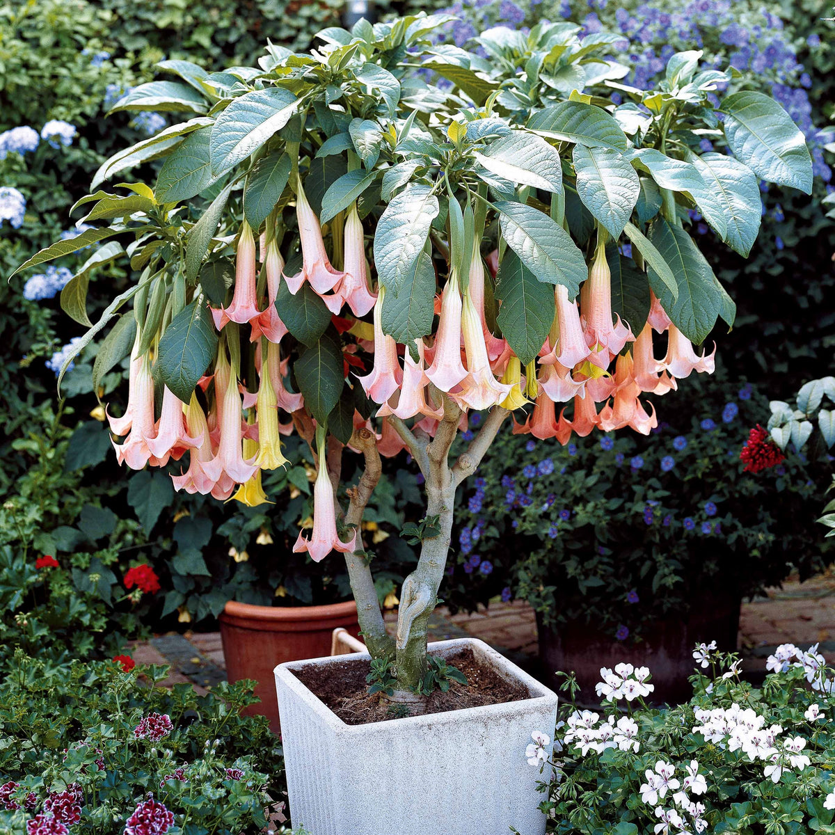 Brugmansia Exotic Pink - Brugmansia Exotic Pink - Bakker